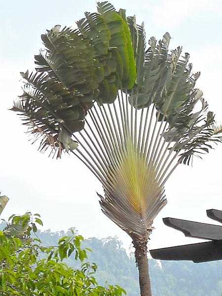 Maleisie (166).jpg